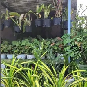Plant Guide