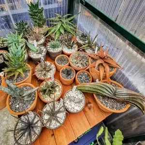 Cactus Facts
