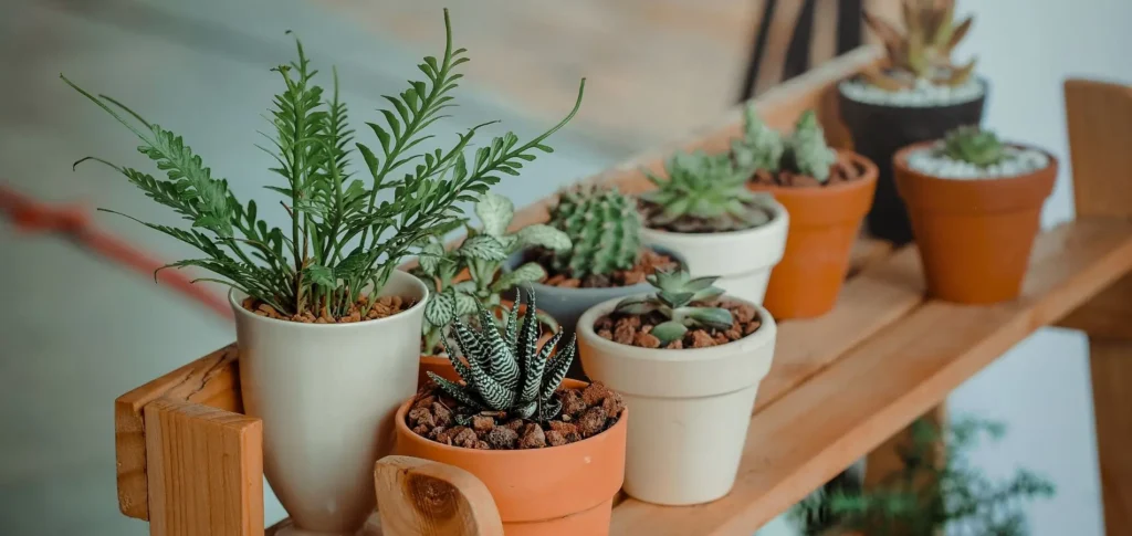 Ground Plant Background
