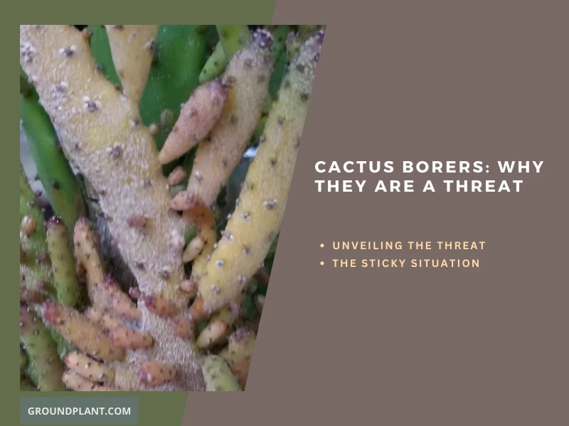 What are Cactus Borers, and Why Are They a Threat.