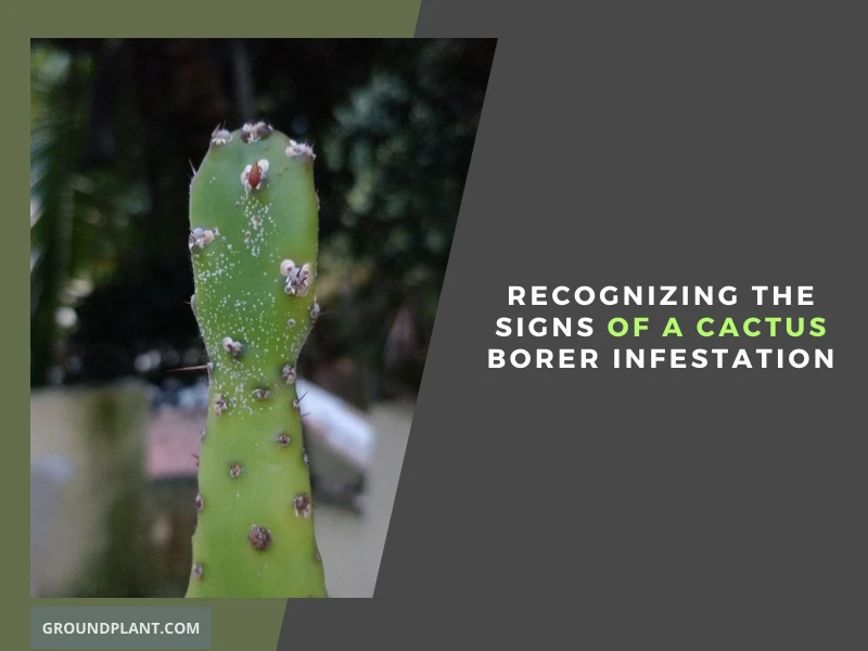 Recognizing the Signs of a Cactus Borer Infestation.