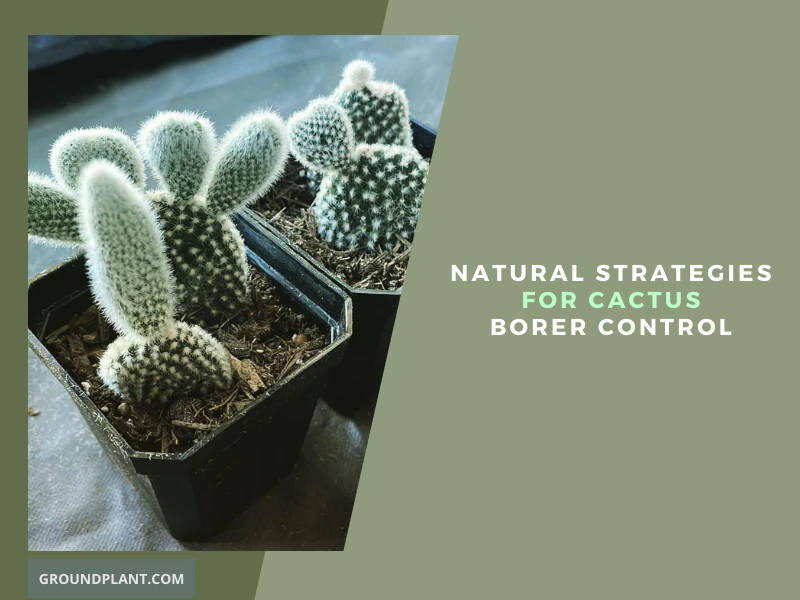 Natural Strategies for Cactus Borer Control.