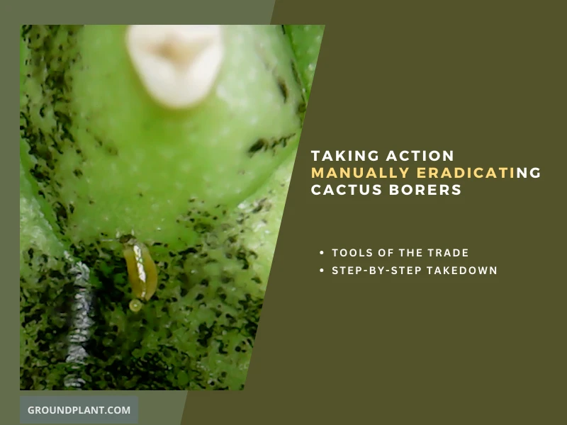 Taking Action Manually Eradicating Cactus Borers.