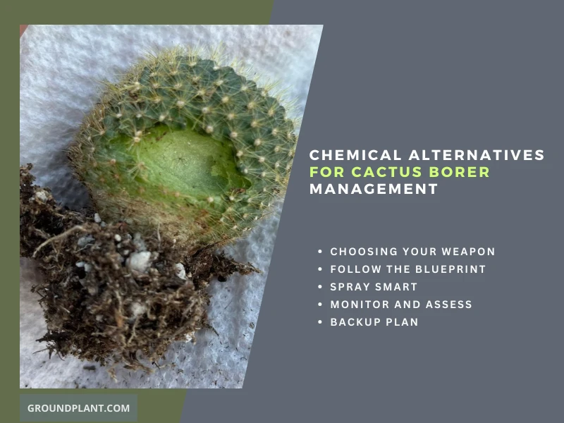 Chemical Alternatives for Cactus Borer Management.
