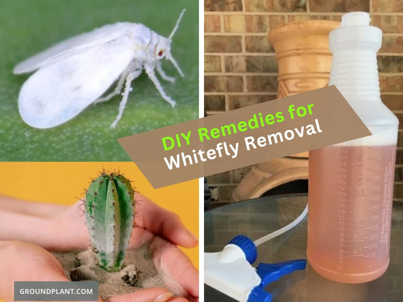 DIY Remedies for Whitefly Removal