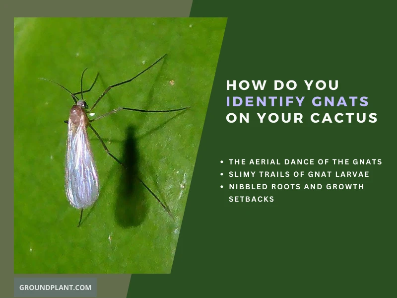 How Do You Identify Gnats on Your Cactus.