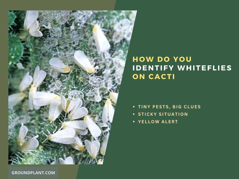 How Do You Identify Whiteflies on Cacti