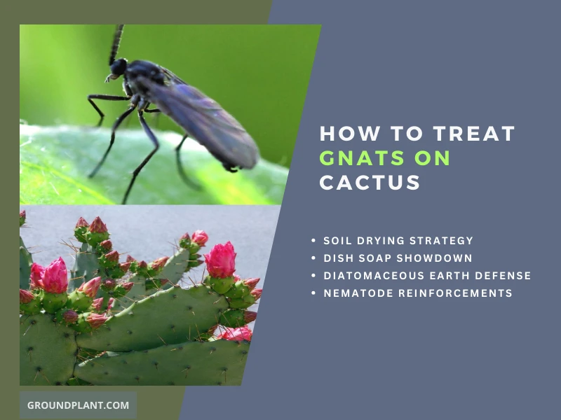 How to Effectively Treat Gnats on Cactus.