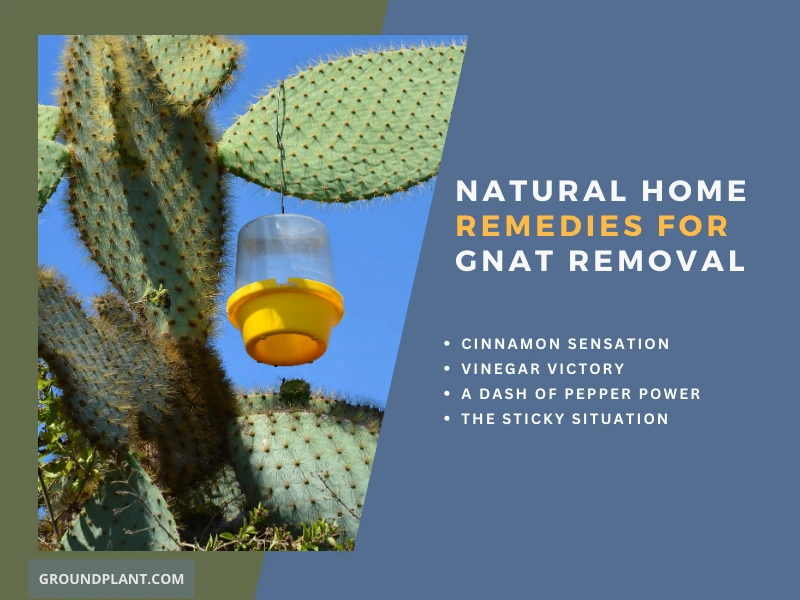 Natural Home Remedies for Gnat Removal.