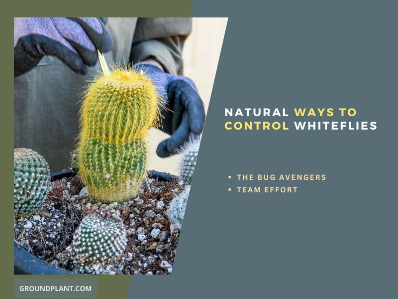 Natural Ways to Control Whiteflies on Cacti
