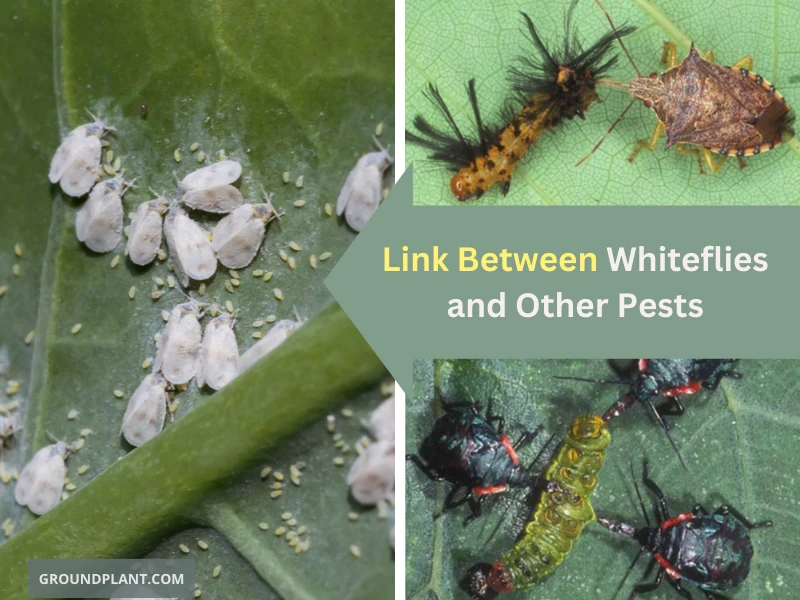The Link Between Whiteflies and Other Pests