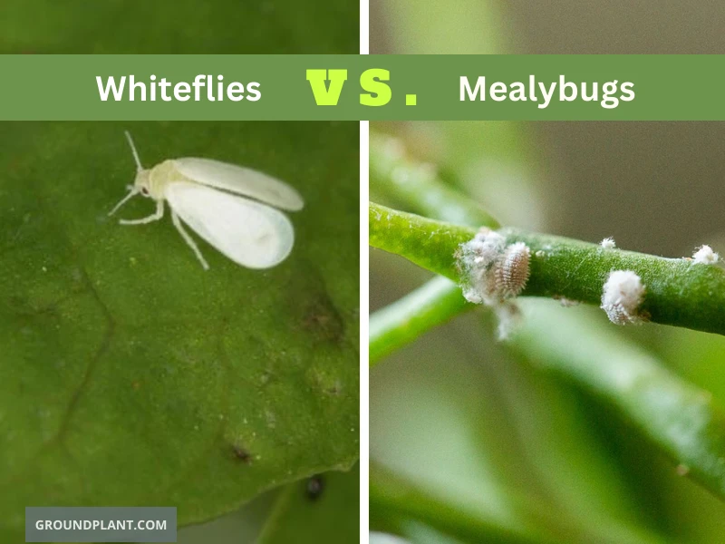Whiteflies vs. Mealybugs
