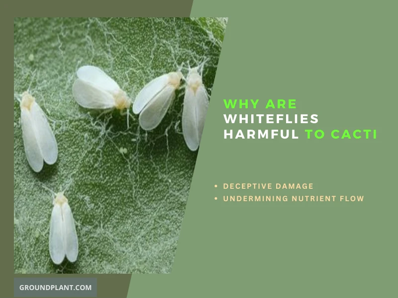 Why Are Whiteflies Harmful to Cacti