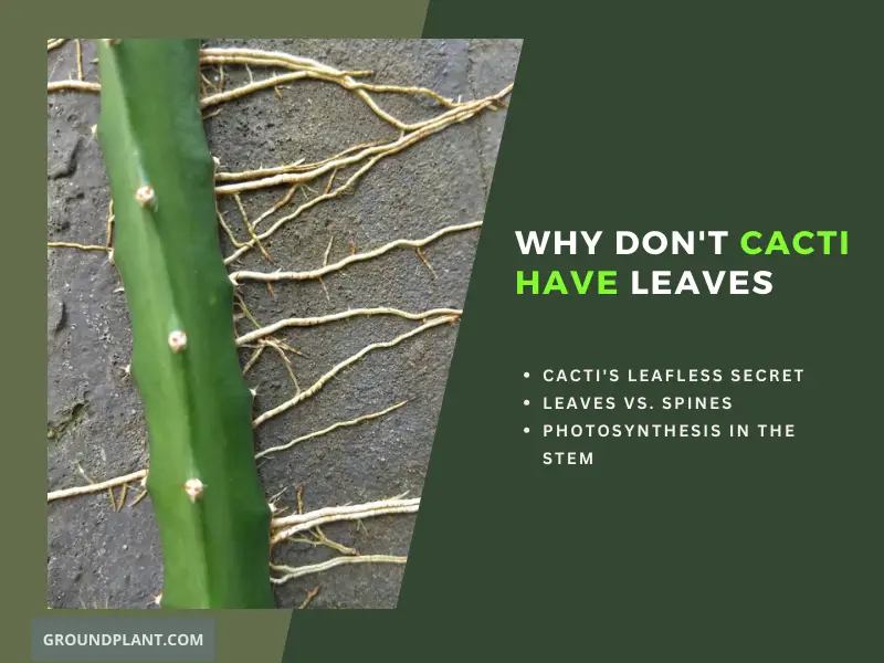 Why Don't Cacti Have Leaves.