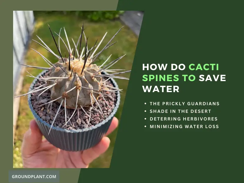 How Do Cacti Utilize Spines to Save Water.