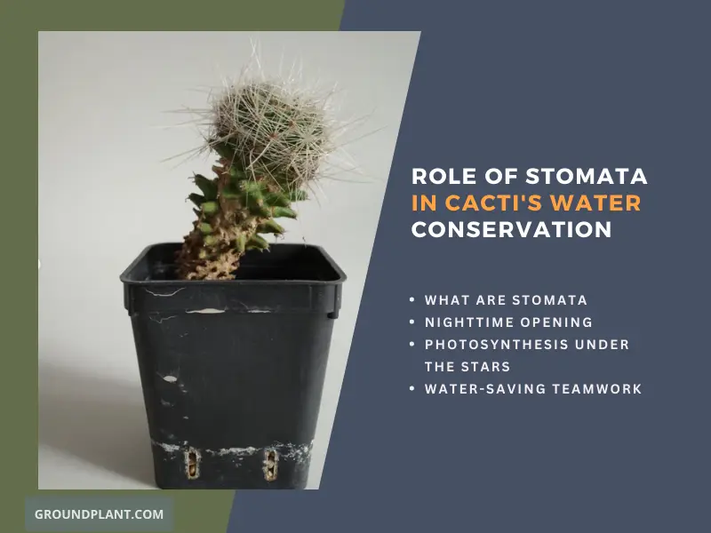 What's the Role of Stomata in Cacti's Nocturnal Water Conservation.