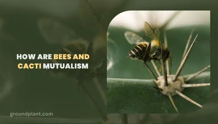 How Are Bees And Cacti Mutualism