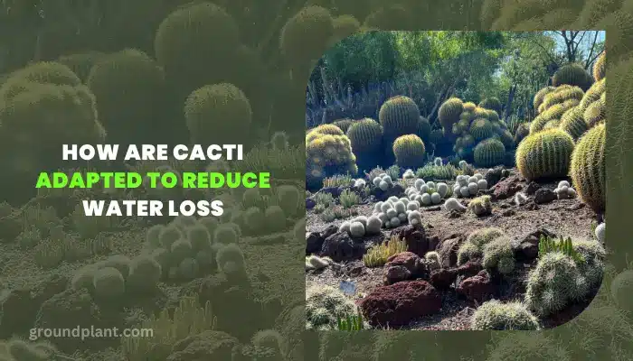 How Are Cacti Adapted To Reduce Water Loss.