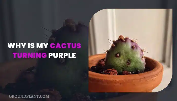 Why Is My Cactus Turning Purple.