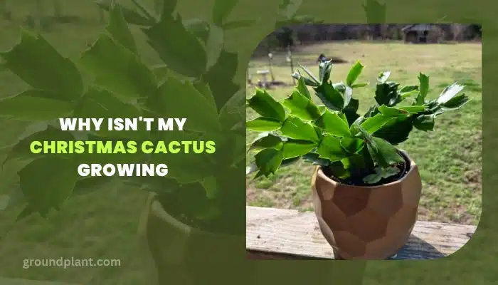 Why Isn't My Christmas Cactus Growing.