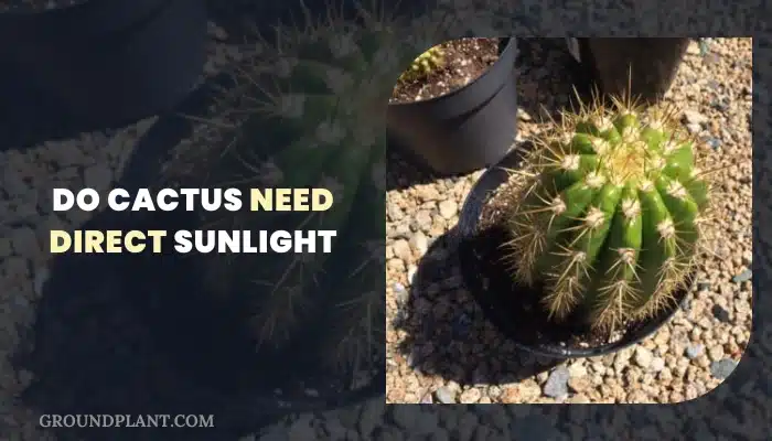 Do Cactus Need Direct Sunlight.