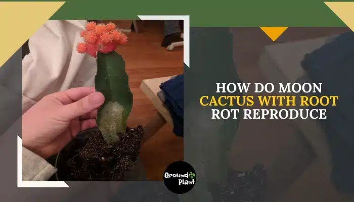 How Do Moon Cactus With Root Rot Reproduce.