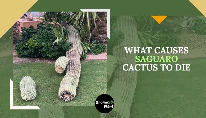What Causes Saguaro Cactus To Die.