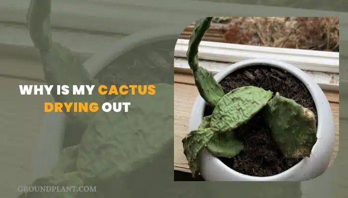 Why Is My Cactus Drying Out