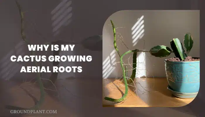 Why Is My Cactus Growing Aerial Roots.