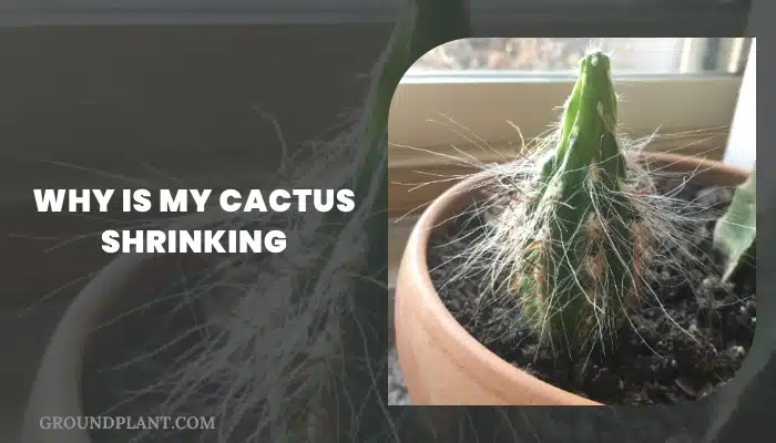 Why Is My Cactus Shrinking.