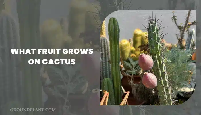 What Fruit Grows On Cactus.