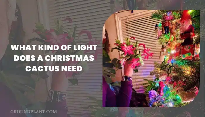 What Kind Of Light Does A Christmas Cactus Need.