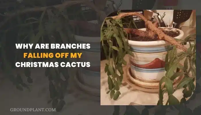Why Are Branches Falling Off My Christmas Cactus.