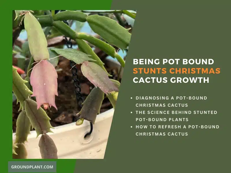 Being Pot Bound Stunts Christmas Cactus Growth.