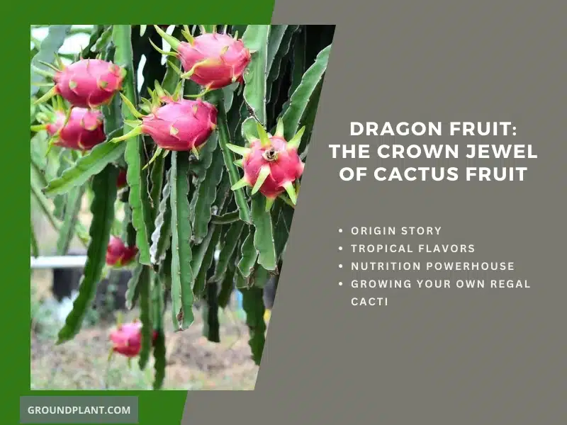 Dragon Fruit_ The Crown Jewel of Cactus Fruit.