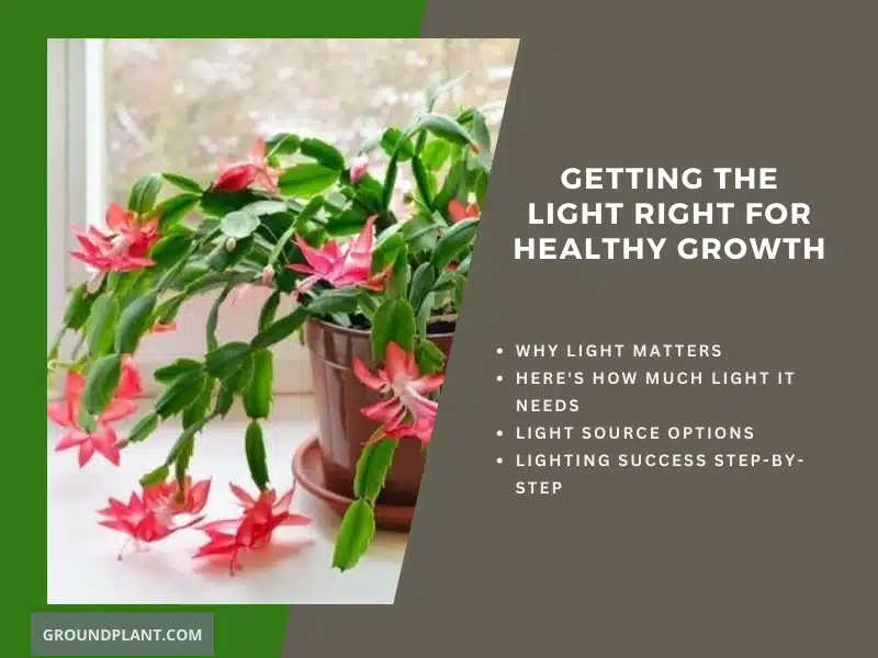Getting the Light Right for Healthy Growth.