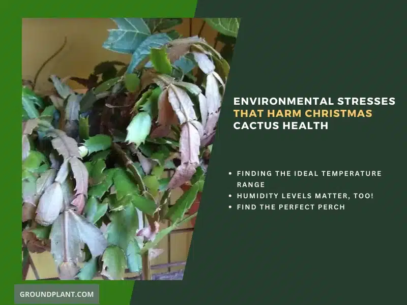 Environmental Stresses that Harm Christmas Cactus Health.