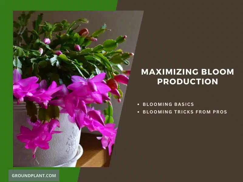 Maximizing Bloom Production.