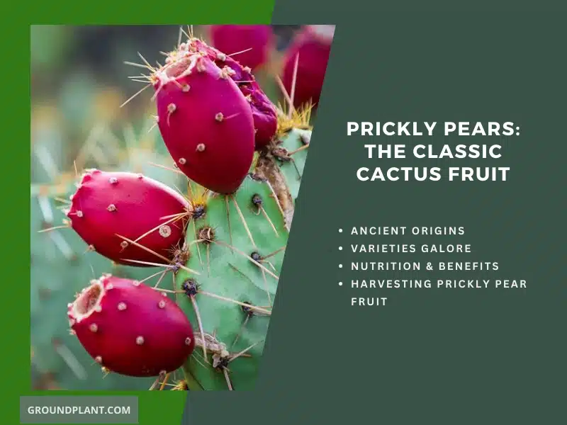 Prickly Pears: The Classic Cactus Fruit.