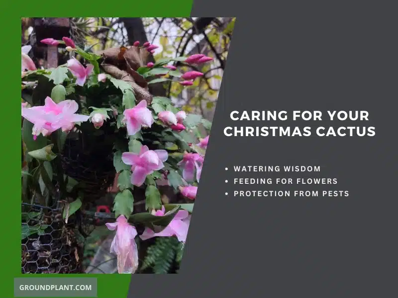 Caring For Your Christmas Cactus.