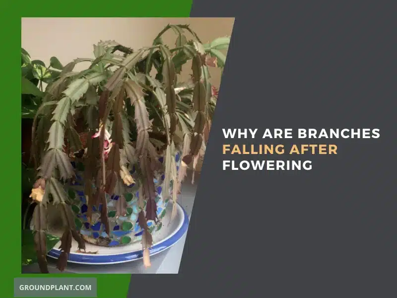 Why Are Branches Falling After Flowering.