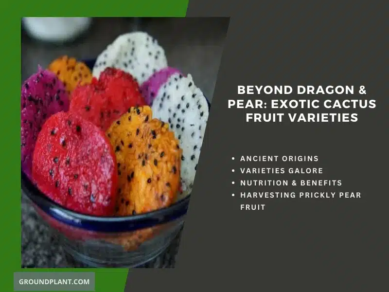 Beyond Dragon & Pear: Exotic Cactus Fruit Varieties.