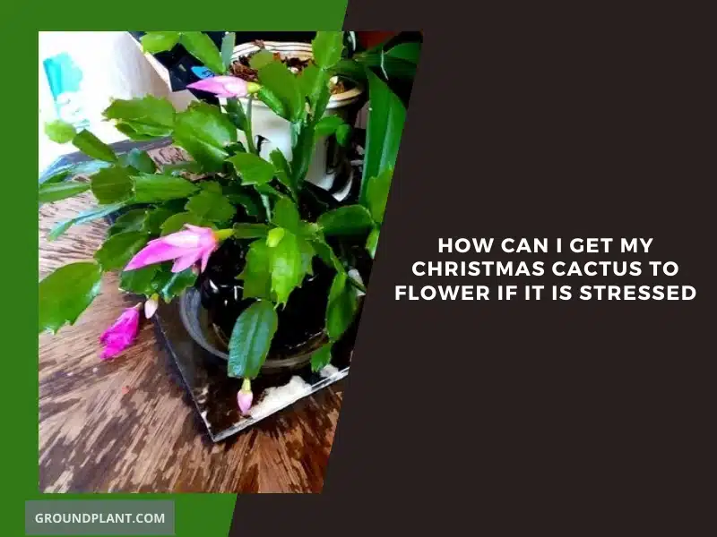 How Can I Get My Christmas Cactus to Flower If It Is Stressed.