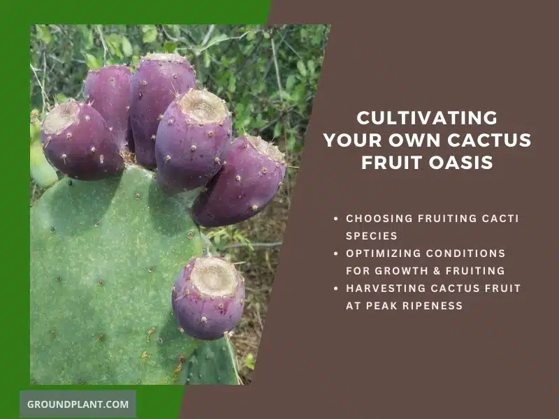 Cultivating Your Own Cactus Fruit Oasis.