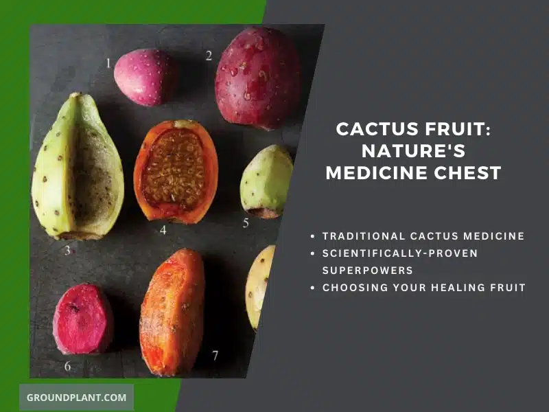 Cactus Fruit_ Nature's Medicine Chest.