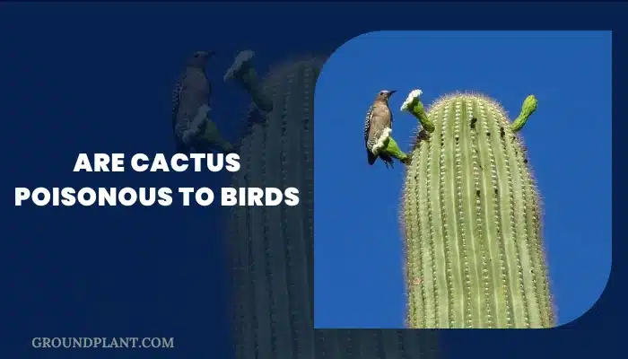 Are Cactus Poisonous To Birds.