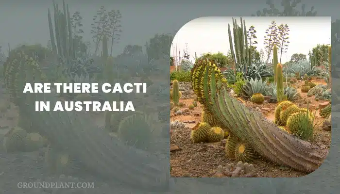 Are There Cacti In Australia,