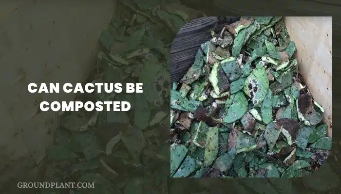 Can Cactus Be Composted.