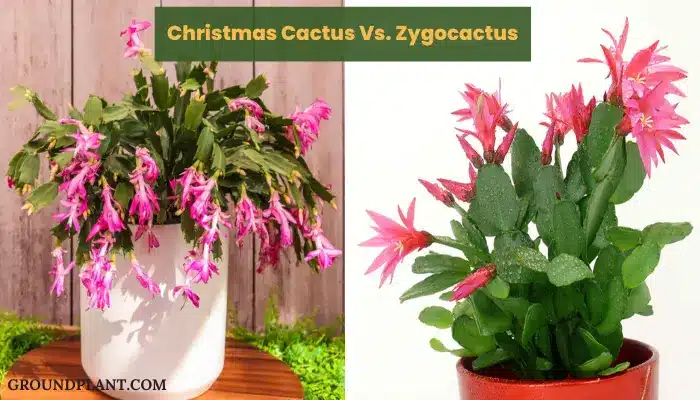 Christmas Cactus Vs. Zygocactus.