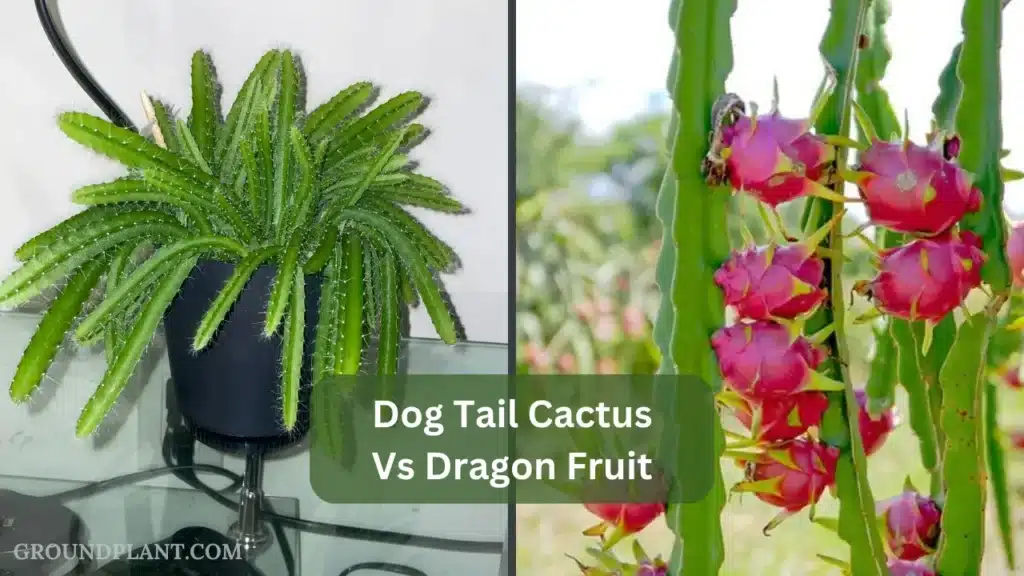 Dog Tail Cactus Vs Dragon Fruit